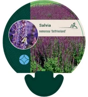 Gartensalbei